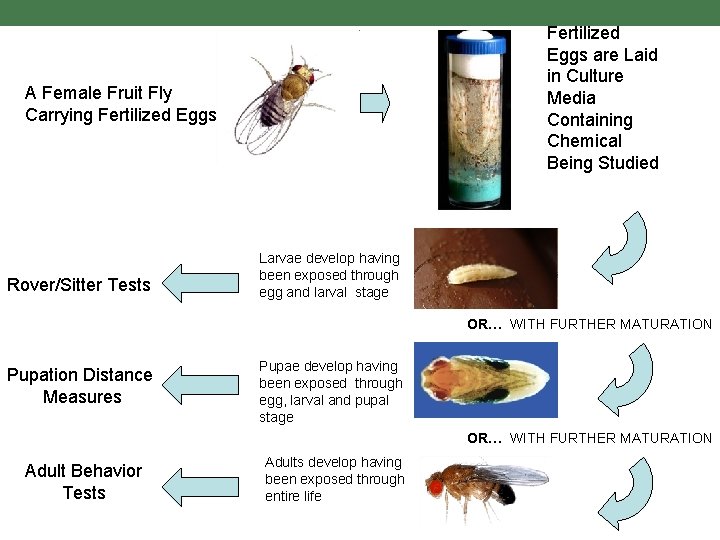 Fertilized Eggs are Laid in Culture Media Containing Chemical Being Studied A Female Fruit