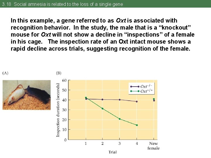 3. 18 Social amnesia is related to the loss of a single gene In