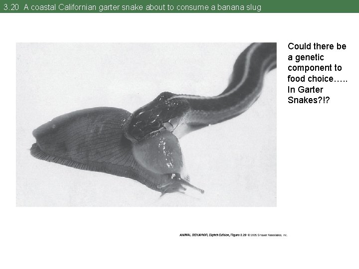 3. 20 A coastal Californian garter snake about to consume a banana slug Could