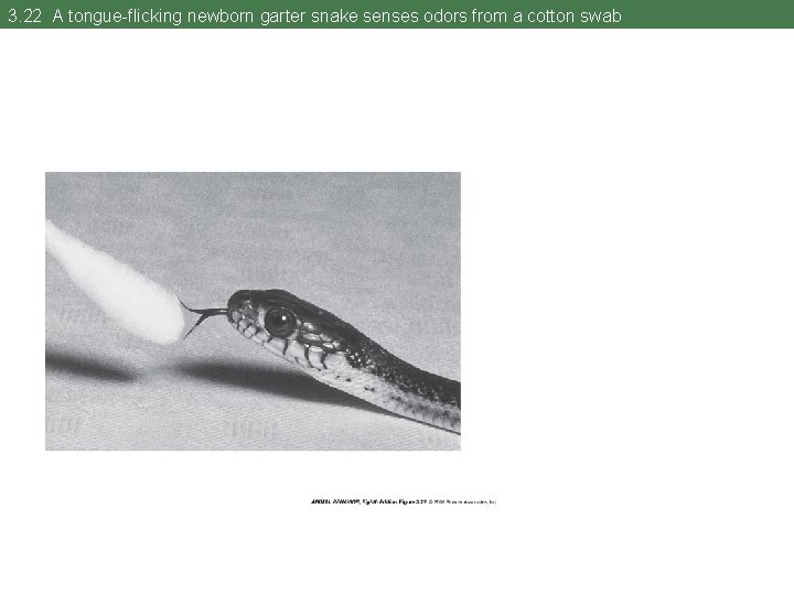3. 22 A tongue-flicking newborn garter snake senses odors from a cotton swab 