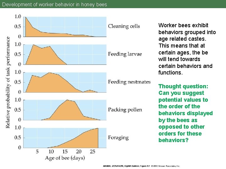 Development of worker behavior in honey bees Worker bees exhibit behaviors grouped into age