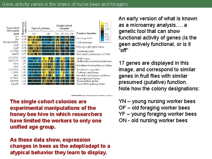 Gene activity varies in the brains of nurse bees and foragers An early version