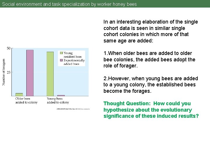 Social environment and task specialization by worker honey bees In an interesting elaboration of