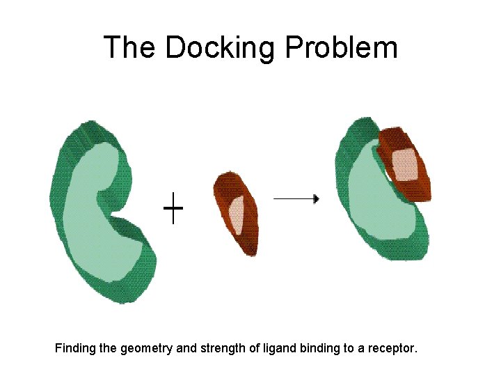 The Docking Problem Finding the geometry and strength of ligand binding to a receptor.