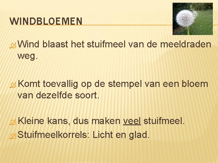 WINDBLOEMEN Wind blaast het stuifmeel van de meeldraden weg. Komt toevallig op de stempel
