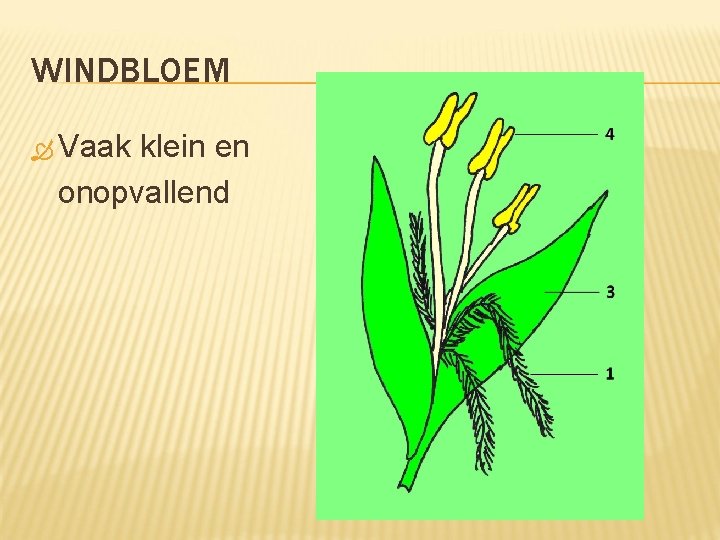 WINDBLOEM Vaak klein en onopvallend 