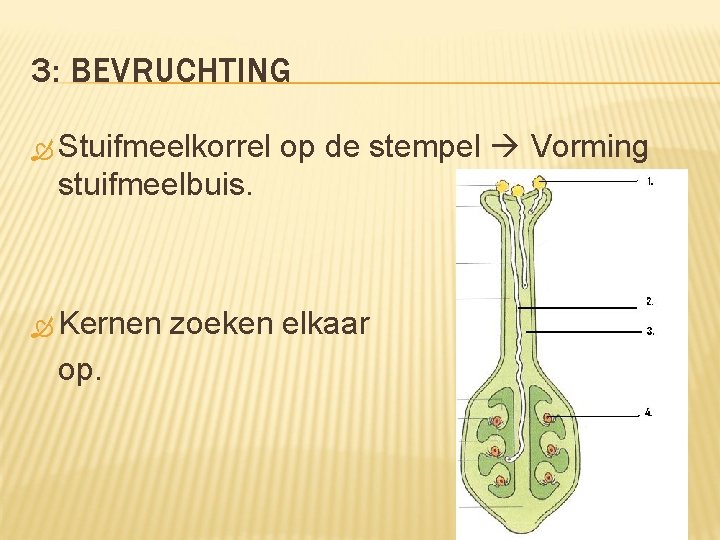 3: BEVRUCHTING Stuifmeelkorrel op de stempel Vorming stuifmeelbuis. Kernen op. zoeken elkaar 