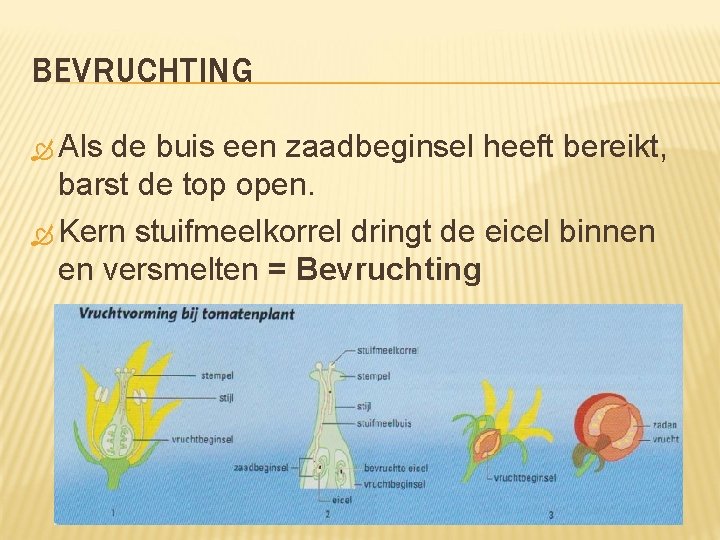 BEVRUCHTING Als de buis een zaadbeginsel heeft bereikt, barst de top open. Kern stuifmeelkorrel