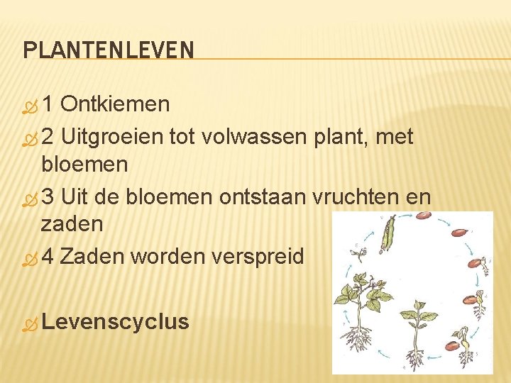 PLANTENLEVEN 1 Ontkiemen 2 Uitgroeien tot volwassen plant, met bloemen 3 Uit de bloemen