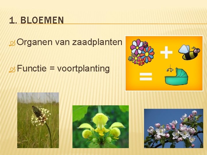 1. BLOEMEN Organen Functie van zaadplanten = voortplanting 