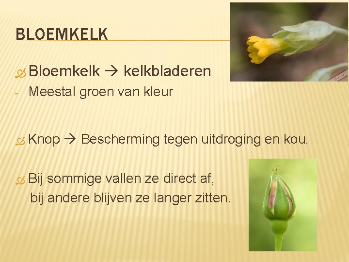 BLOEMKELK Bloemkelk kelkbladeren - Meestal groen van kleur Knop Bescherming tegen uitdroging en kou.