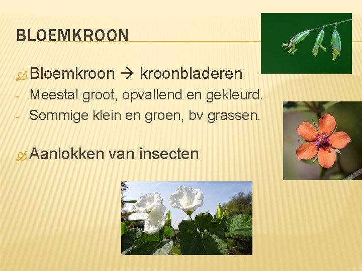 BLOEMKROON Bloemkroon - kroonbladeren Meestal groot, opvallend en gekleurd. Sommige klein en groen, bv