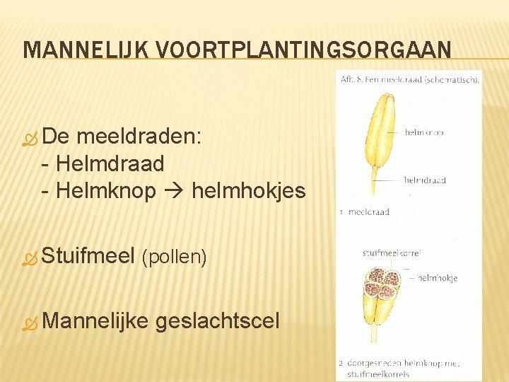 MANNELIJK VOORTPLANTINGSORGAAN De meeldraden: - Helmdraad - Helmknop helmhokjes Stuifmeel (pollen) Mannelijke geslachtscel 