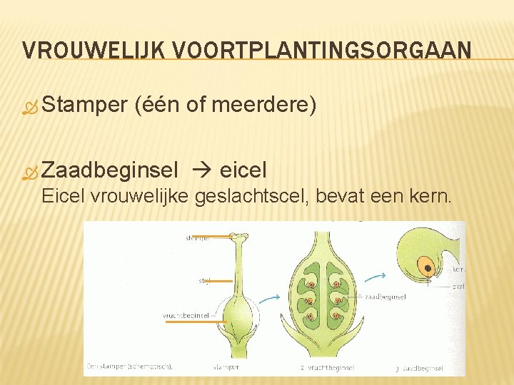 VROUWELIJK VOORTPLANTINGSORGAAN Stamper (één of meerdere) Zaadbeginsel eicel Eicel vrouwelijke geslachtscel, bevat een kern.