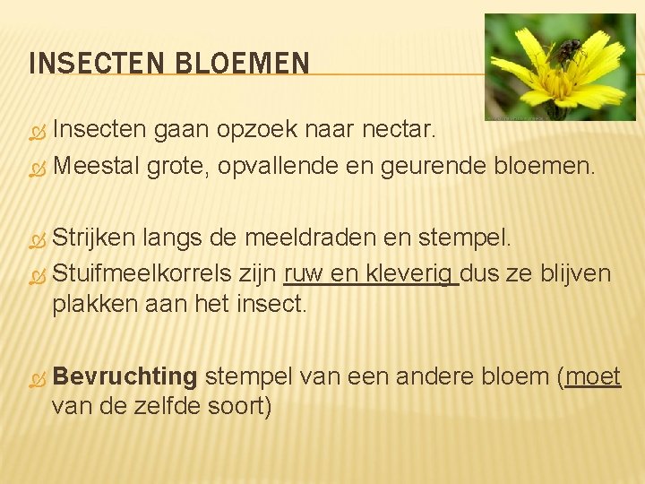 INSECTEN BLOEMEN Insecten gaan opzoek naar nectar. Meestal grote, opvallende en geurende bloemen. Strijken