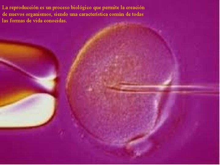La reproducción es un proceso biológico que permite la creación de nuevos organismos, siendo