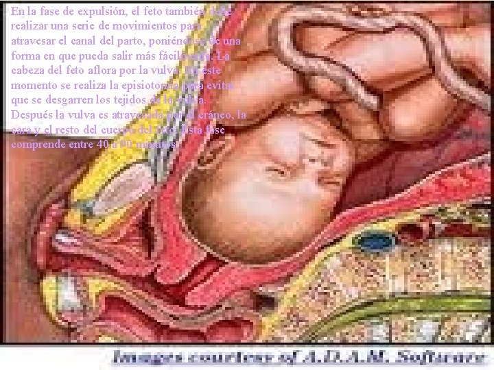 En la fase de expulsión, el feto también debe realizar una serie de movimientos