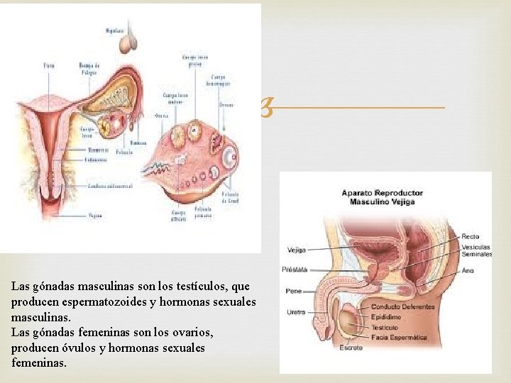  Las gónadas masculinas son los testículos, que producen espermatozoides y hormonas sexuales masculinas.