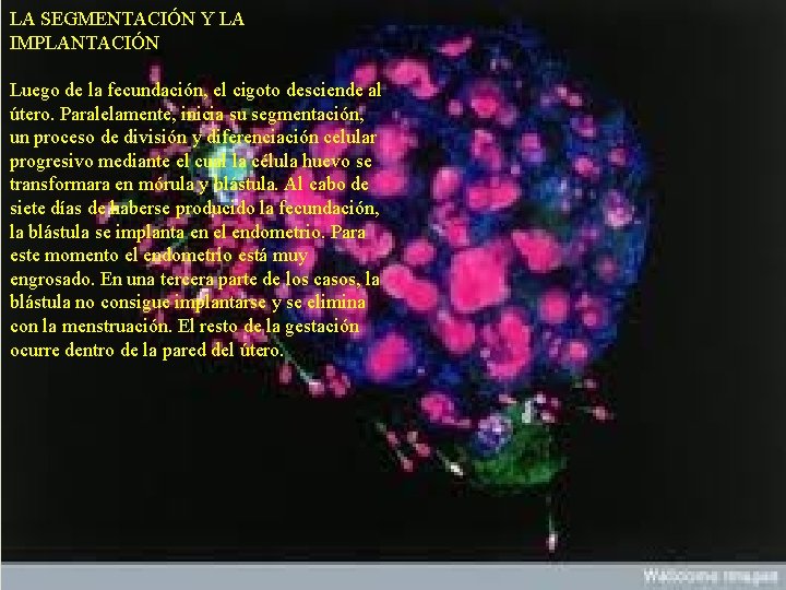 LA SEGMENTACIÓN Y LA IMPLANTACIÓN Luego de la fecundación, el cigoto desciende al útero.