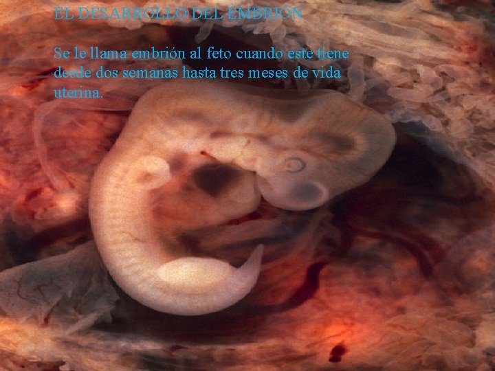 EL DESARROLLO DEL EMBRIÓN Se le llama embrión al feto cuando este tiene desde