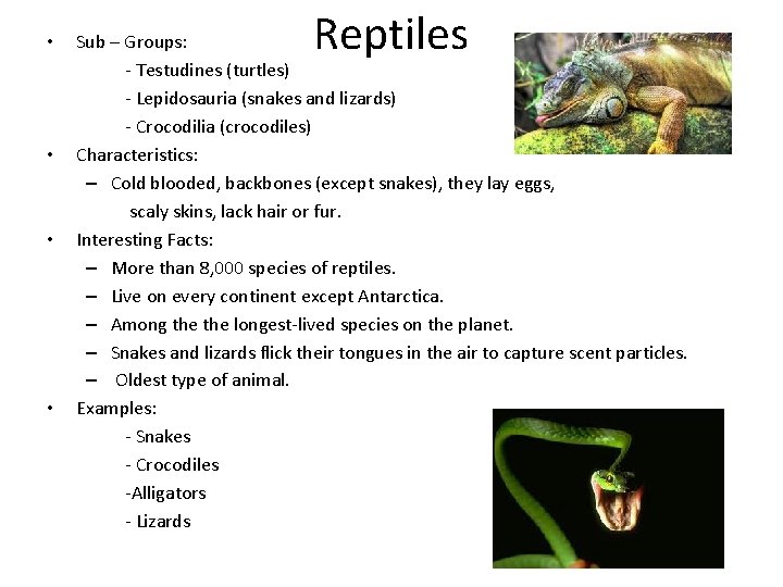  • • Reptiles Sub – Groups: - Testudines (turtles) - Lepidosauria (snakes and