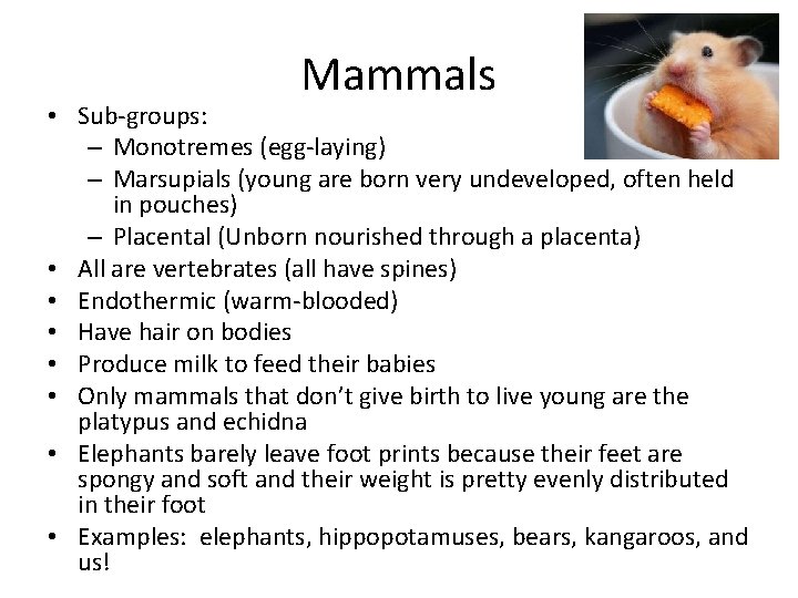 Mammals • Sub-groups: – Monotremes (egg-laying) – Marsupials (young are born very undeveloped, often