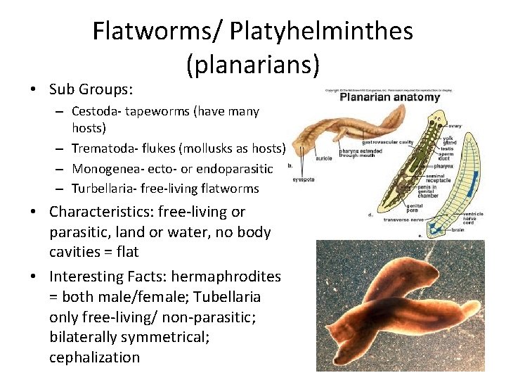 Flatworms/ Platyhelminthes (planarians) • Sub Groups: – Cestoda- tapeworms (have many hosts) – Trematoda-