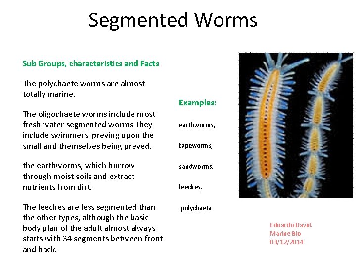 Segmented Worms Sub Groups, characteristics and Facts The polychaete worms are almost totally marine.
