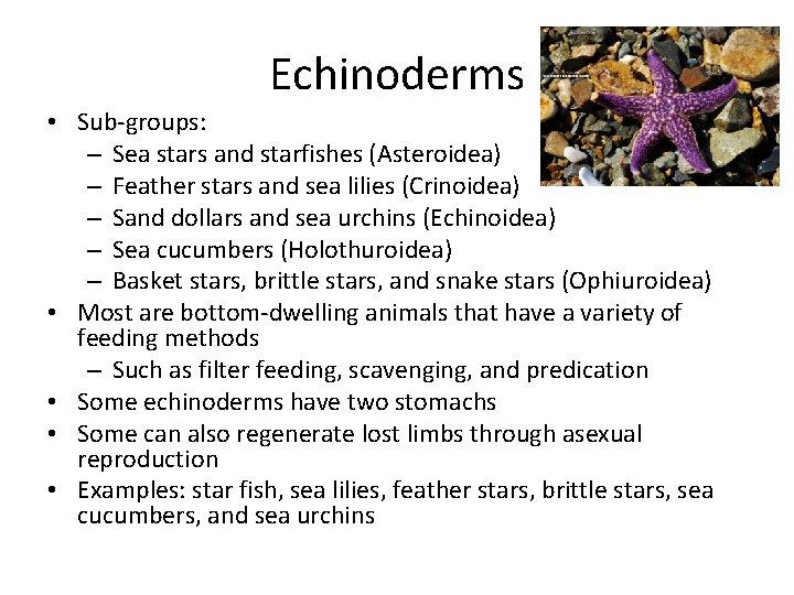 Echinoderms • Sub-groups: – Sea stars and starfishes (Asteroidea) – Feather stars and sea