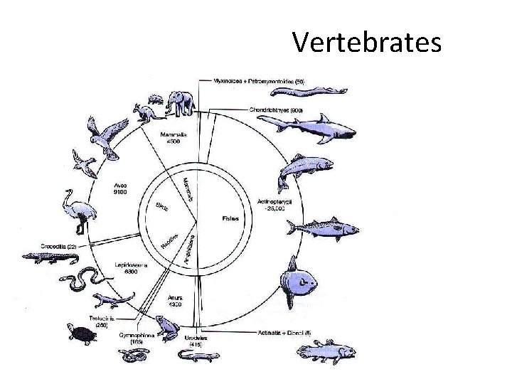 Vertebrates 