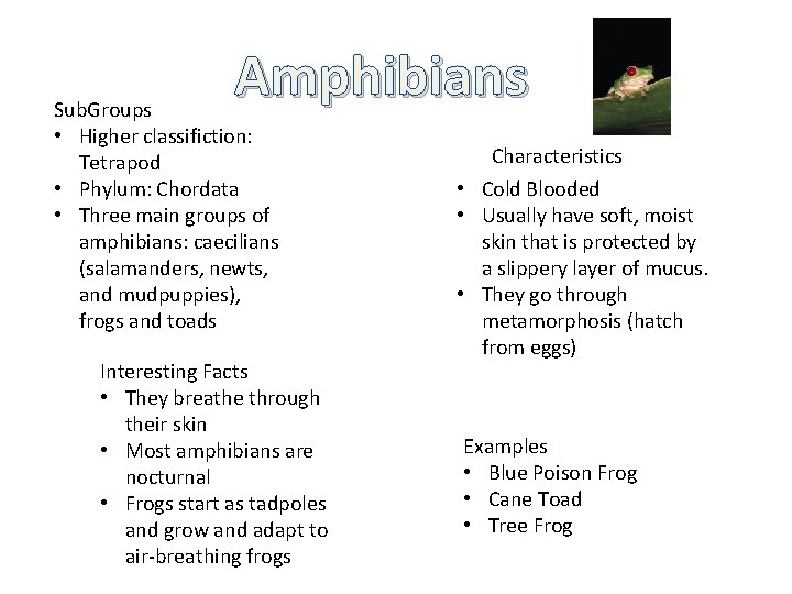 Amphibians Sub. Groups • Higher classifiction: Subgroups Tetrapod • Phylum: Chordata • Three main