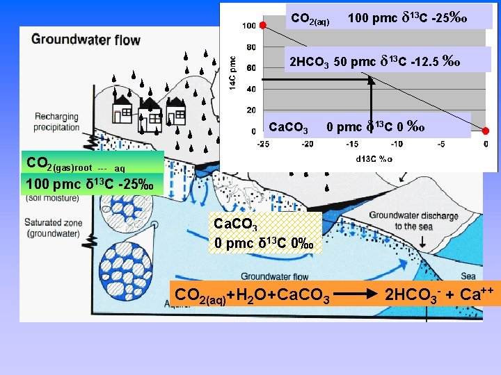 CO 2(aq) 100 pmc δ 13 C -25‰ 2 HCO 3 50 pmc δ