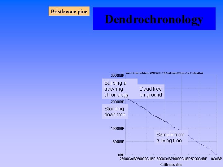 Bristlecone pine Dendrochronology Building a tree-ring chronology Dead tree on ground Standing dead tree