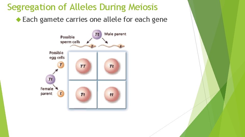 Segregation of Alleles During Meiosis Each gamete carries one allele for each gene 
