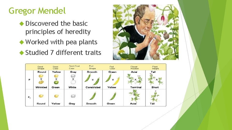 Gregor Mendel Discovered the basic principles of heredity Worked with pea plants Studied 7