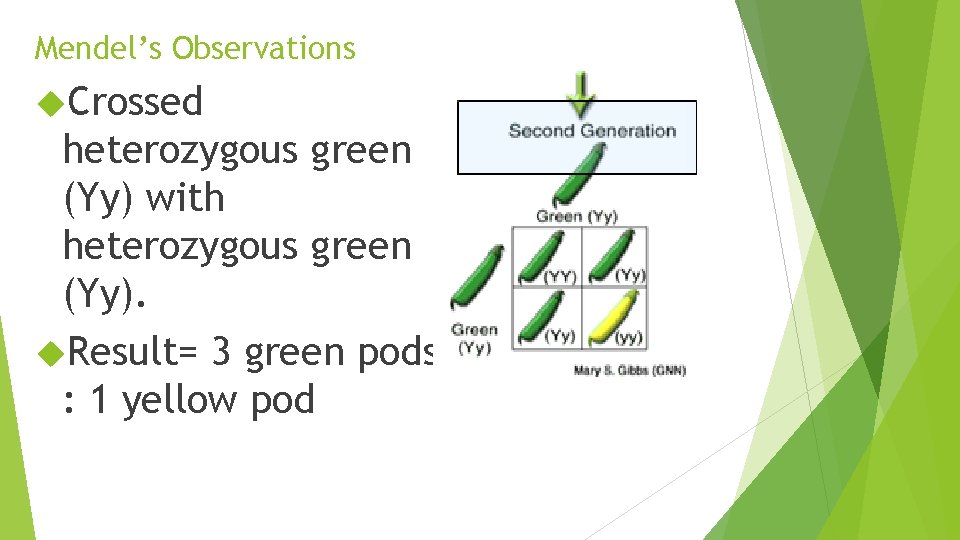 Mendel’s Observations Crossed heterozygous green (Yy) with heterozygous green (Yy). Result= 3 green pods