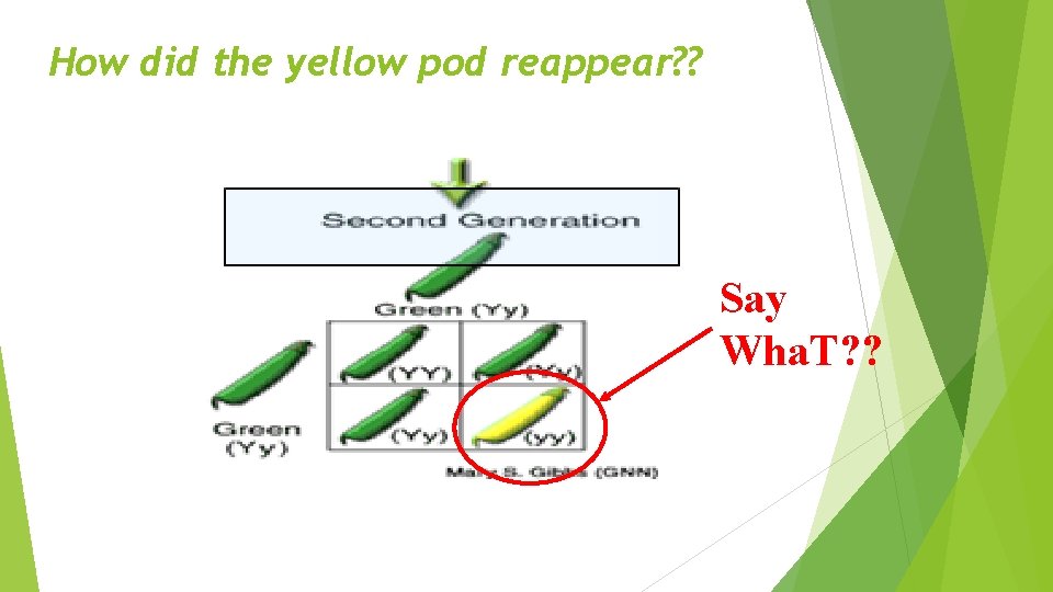 How did the yellow pod reappear? ? Say Wha. T? ? 