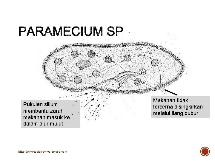 Pukulan silium membantu zarah makanan masuk ke dalam alur mulut https: //wickedbiology. wordpress. com