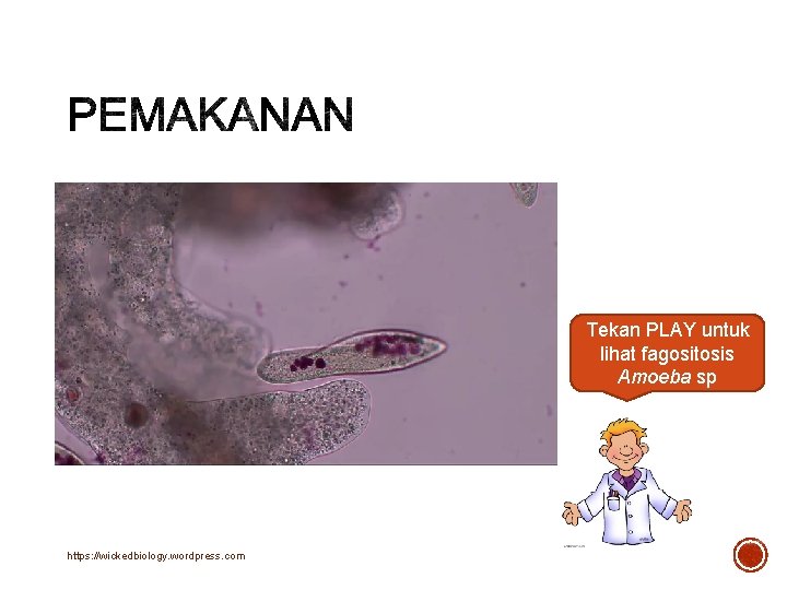 Tekan PLAY untuk lihat fagositosis Amoeba sp https: //wickedbiology. wordpress. com 