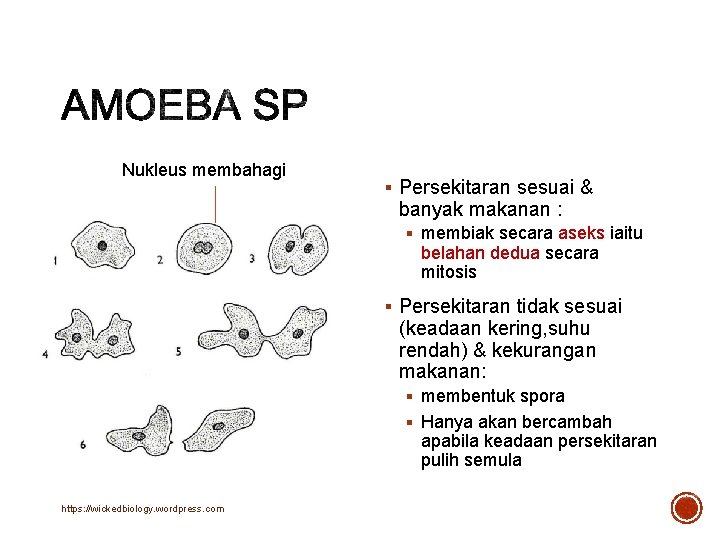 Nukleus membahagi § Persekitaran sesuai & banyak makanan : § membiak secara aseks iaitu