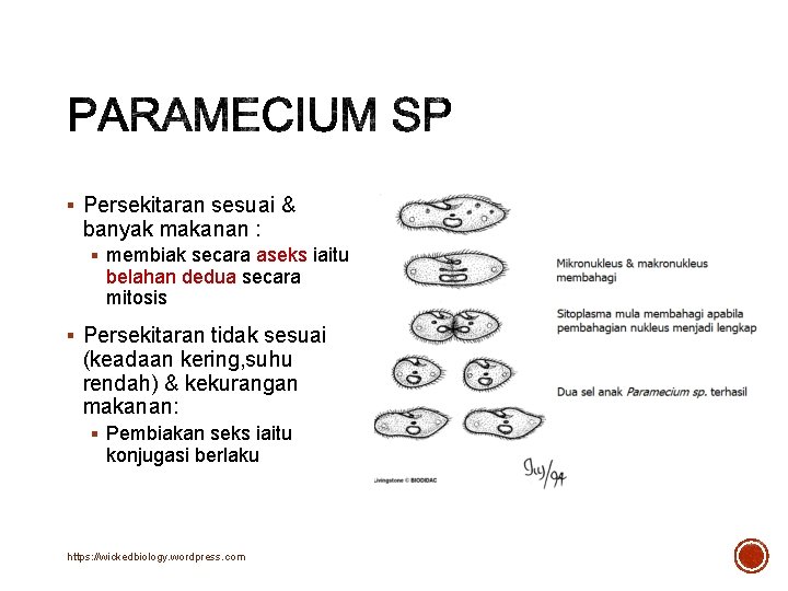 § Persekitaran sesuai & banyak makanan : § membiak secara aseks iaitu belahan dedua