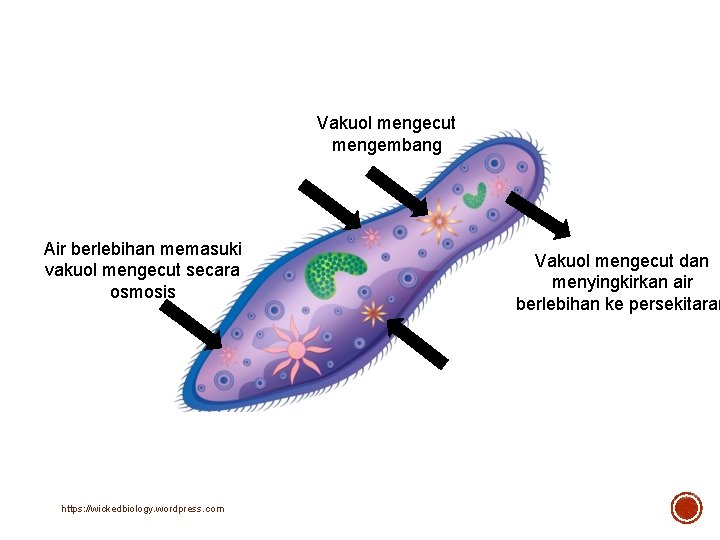 Vakuol mengecut mengembang Air berlebihan memasuki vakuol mengecut secara osmosis https: //wickedbiology. wordpress. com