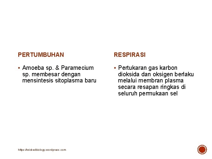 PERTUMBUHAN RESPIRASI § Amoeba sp. & Paramecium § Pertukaran gas karbon sp. membesar dengan