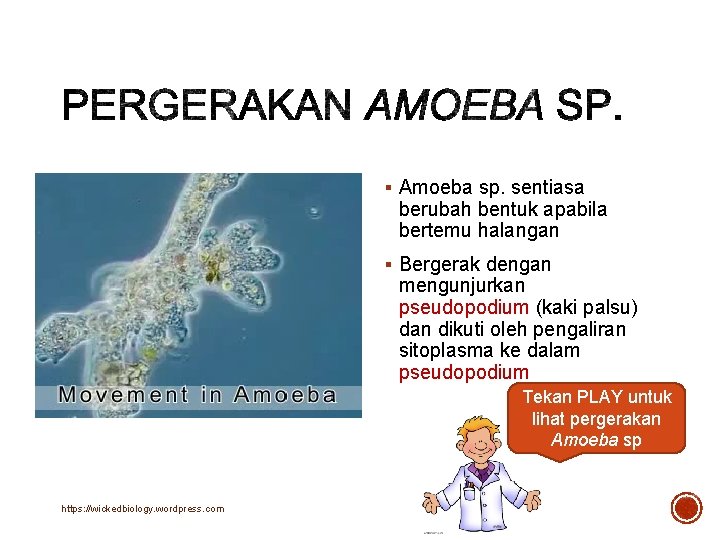 § Amoeba sp. sentiasa berubah bentuk apabila bertemu halangan § Bergerak dengan mengunjurkan pseudopodium