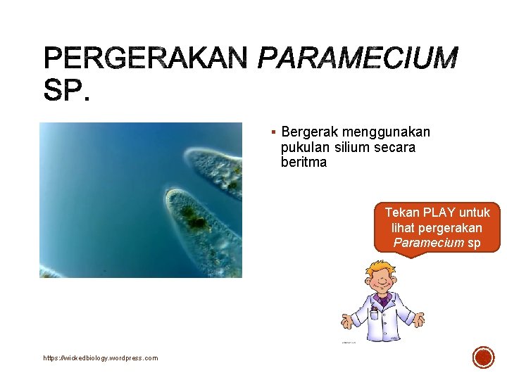 § Bergerak menggunakan pukulan silium secara beritma Tekan PLAY untuk lihat pergerakan Paramecium sp