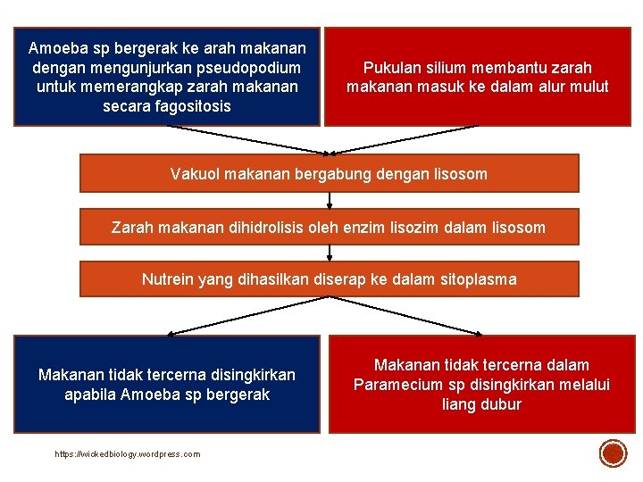 Amoeba sp bergerak ke arah makanan dengan mengunjurkan pseudopodium untuk memerangkap zarah makanan secara