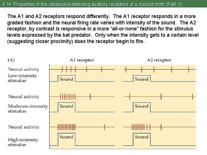 4. 14 Properties of the ultrasound-detecting auditory receptors of a noctuid moth (Part 1)