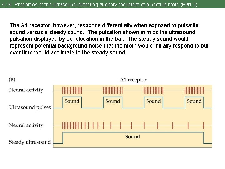 4. 14 Properties of the ultrasound-detecting auditory receptors of a noctuid moth (Part 2)