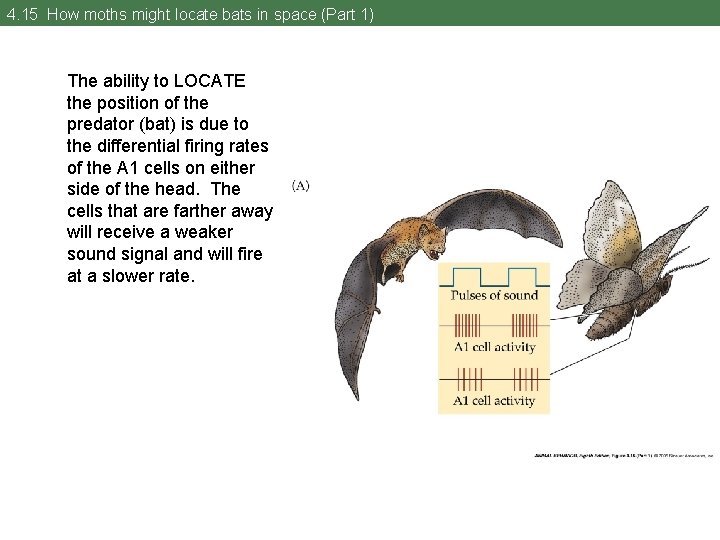 4. 15 How moths might locate bats in space (Part 1) The ability to