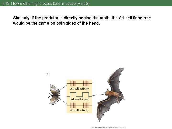 4. 15 How moths might locate bats in space (Part 2) Similarly, if the